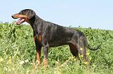 DOBERMANN 949